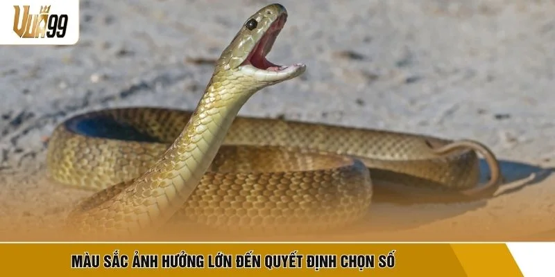 Màu sắc ảnh hưởng lớn đến quyết định chọn số