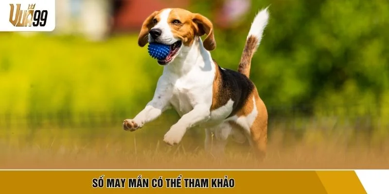 Số may mắn có thể tham khảo